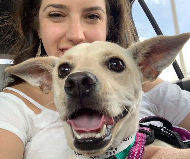 Tell us your dog rescue story Fit & Go Pets