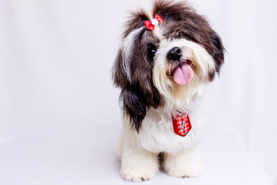 5 Signs Your Dog Needs Grooming