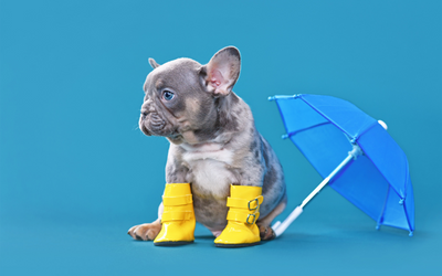 7 Simple Tips to Prepare Your Dog for a Hurricane