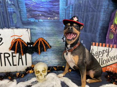 4 Tips to Keep Your Pet Safe This Halloween