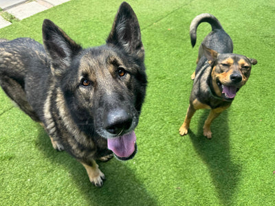 Does My Dog Need Daycare? How to Tell If It’s the Right Choice for Your Pup