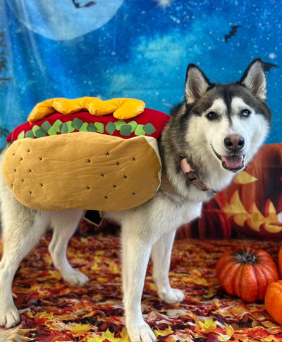 5 Halloween Activities for Dogs for Some Puptasic Miami Fun!