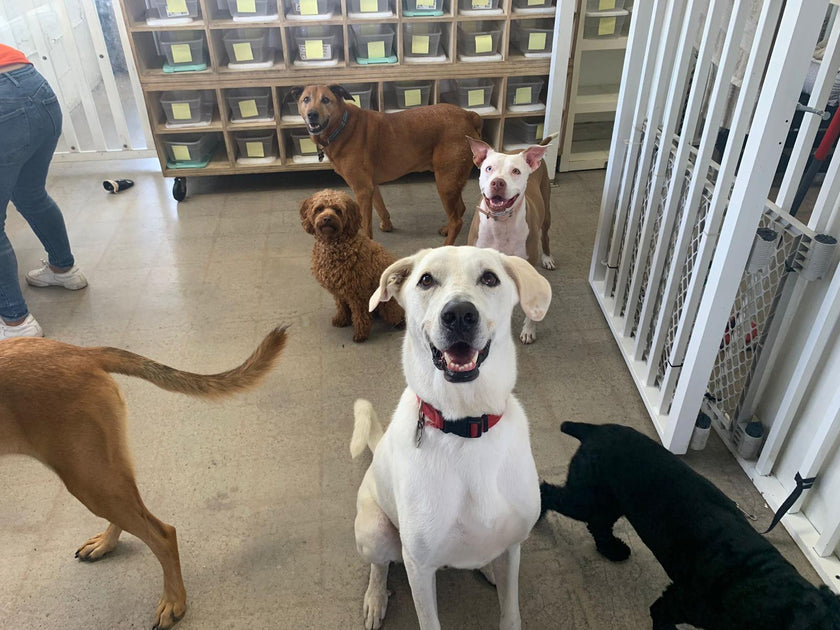 5 Tips for Finding the Perfect Dog Boarding Facility for Your Dog Fit