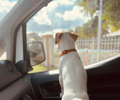 Tips to Make Traveling With Your Dog Easy This Summer