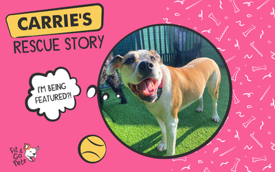 Rescue Stories: Meet Carrie!