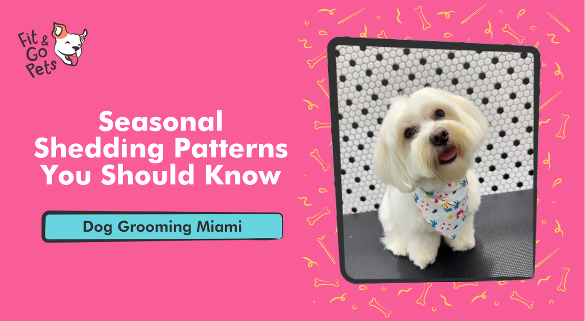 Dog Grooming Miami | Seasonal Shedding Guide – Fit & Go Pets