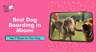 Best Dog Boarding in Miami: Top 7 Places for Your Pup