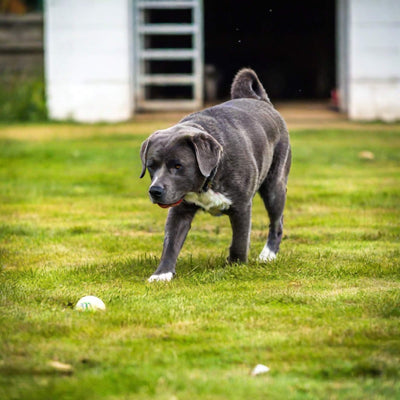 10 Key Attributes of an Ideal Dog Boarding