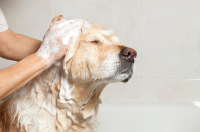 How to Prepare for Your Dog’s Grooming Appointment