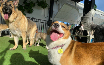 The Ultimate Guide to Choosing the Right Dog Daycare in Miami