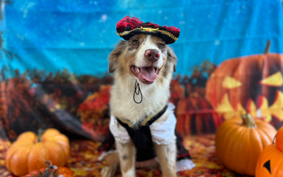 Get Ready for the 7th Annual Howl-O-Ween Costume Contest!