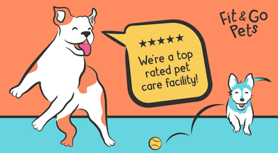 Why Fit & Go Pets is the Top Rated Dog Boarding in Miami
