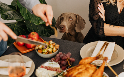 Holiday Food Safety Tips for Your Dog + Pup Approved Treats