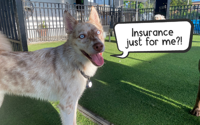Secure Your Dog’s Future With Pet Insurance – The Costs and Benefits