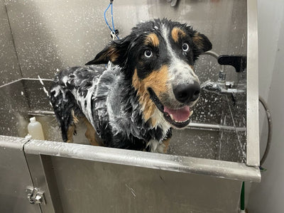 Healthy Paws, Happy Dogs: 5 Benefits of Professional Dog Grooming