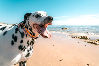 6 Amazing Dog-Friendly Places in South Florida to Take Your Dog Swimming