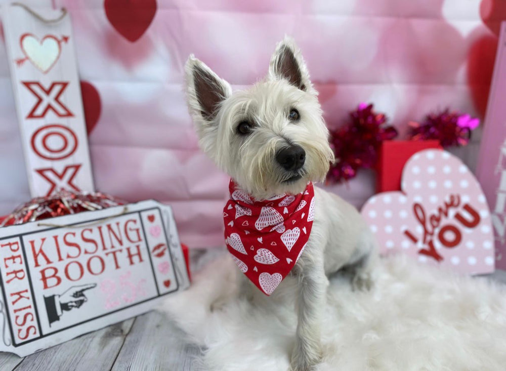 Dog Love Valentine's Day DOGOshoot 📸 ️ – Fit & Go Pets