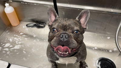 Dog Grooming 101: Keep Your Dog Healthy with Trimmed Nails and Clean Ears