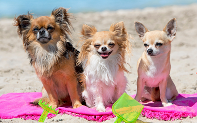 5 Dog-Friendly Miami Beach Places to Take Your Pup!