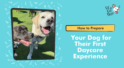 How to Prepare Your Dog for Their First Day at Daycare