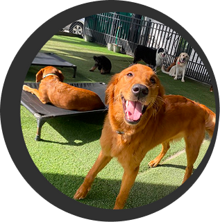 Dog boarding service by Fit & Go Pets in Miami