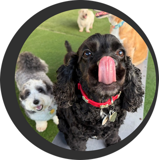 Dog daycare service by Fit & Go Pets in Miami