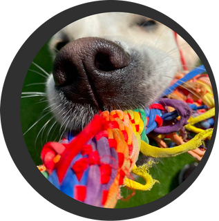 Dog enrichment and daycare in miami fl