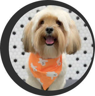 Dog grooming service by Fit & Go Pets in Miami