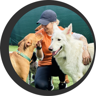 Dog training service by Fit & Go Pets in Miami