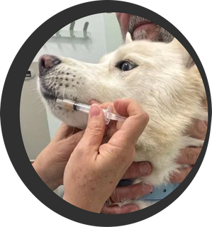 Dog wellness service in miami