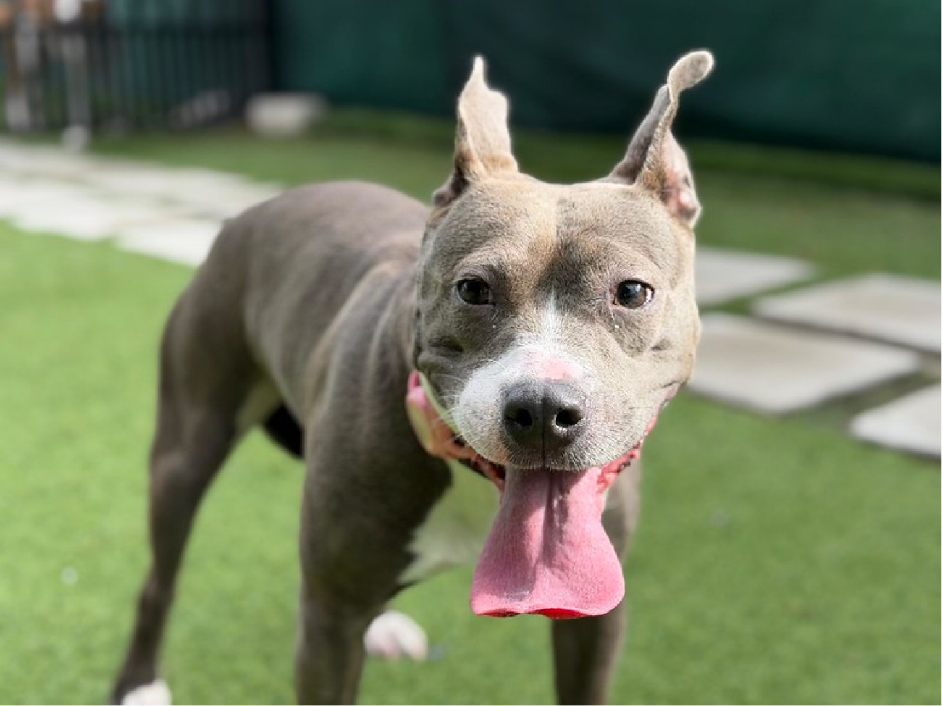 Happy grey dog smiling at the camera in an outside area at Cage-Free Dog Boarding in Miami