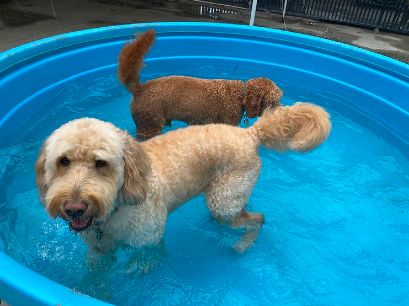 Two brown dogs taking a bath on a blue pool at Cage-Free Dog Boarding in Miami