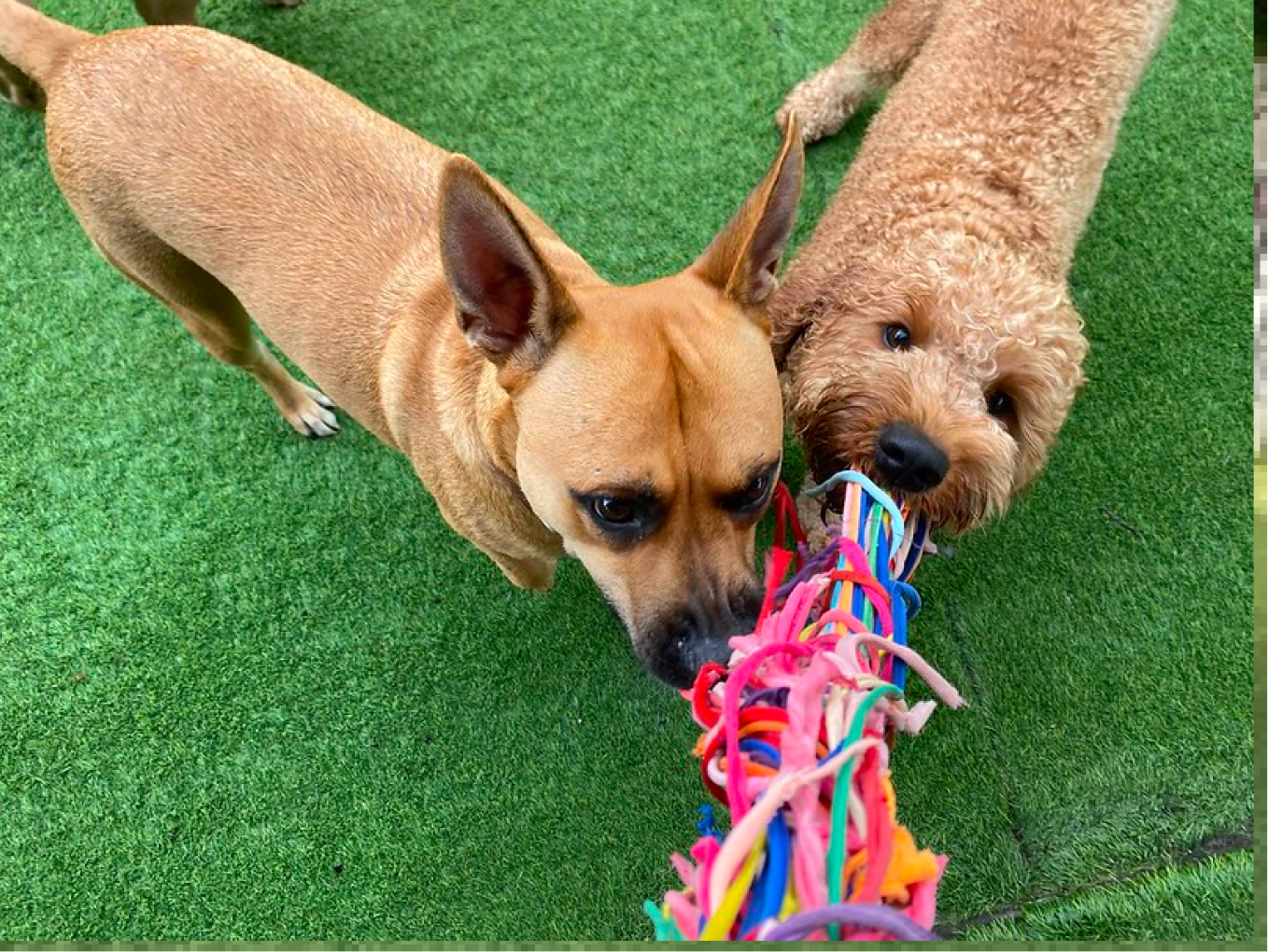 Two brown dogs playing with a tug-o-war toy with a Fit & Go Pets trainer at Cage-Free Dog Boarding in Miami