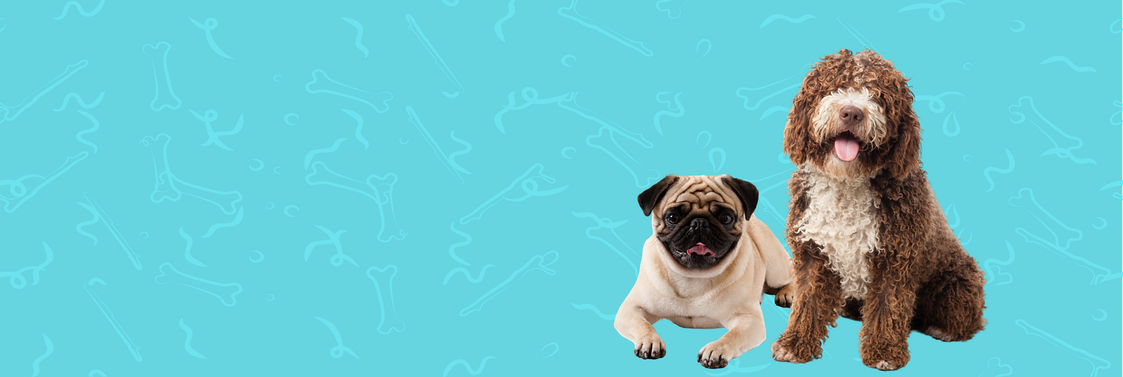 Two dog together with a blue background, best dog boarding and daycare Miami