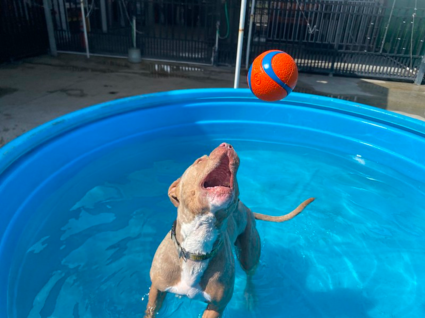 Brown dog about to catch  tennis ball inside a blue pool at Cage-Free Dog Boarding in Miami