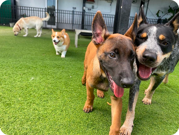 Every pup is temperament-tested and placed in size-appropriate playgroups for safe, happy, and social cage-free fun.