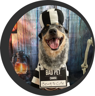 Dog daycare and evenst service in miami 