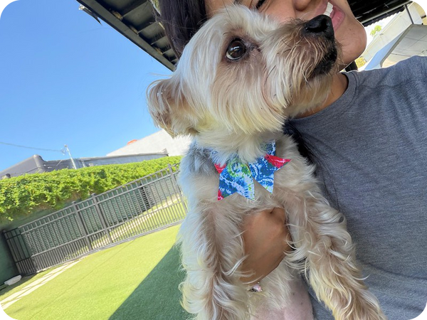 Expert caregivers supervise your dog 24/7, ensuring constant attention, personalized care, and total peace of mind.