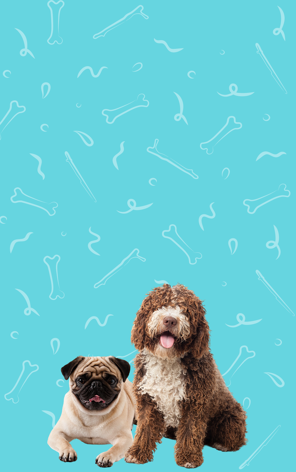 Two happy dogs together with a blue background, best dog grooming and daycare Miami