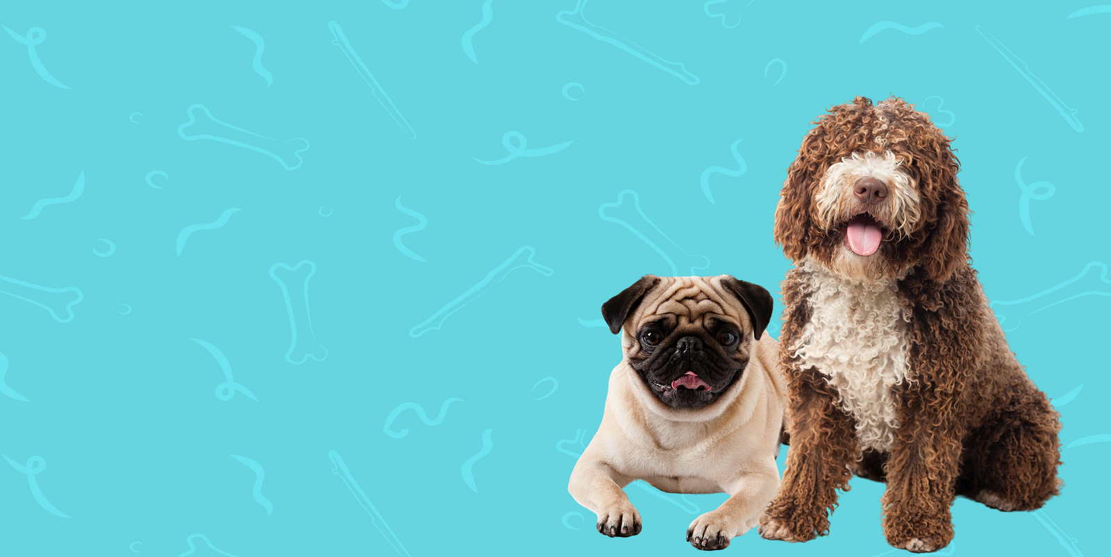 Two happy dogs with a blue backgeound, best dog boarding and grooming Miami